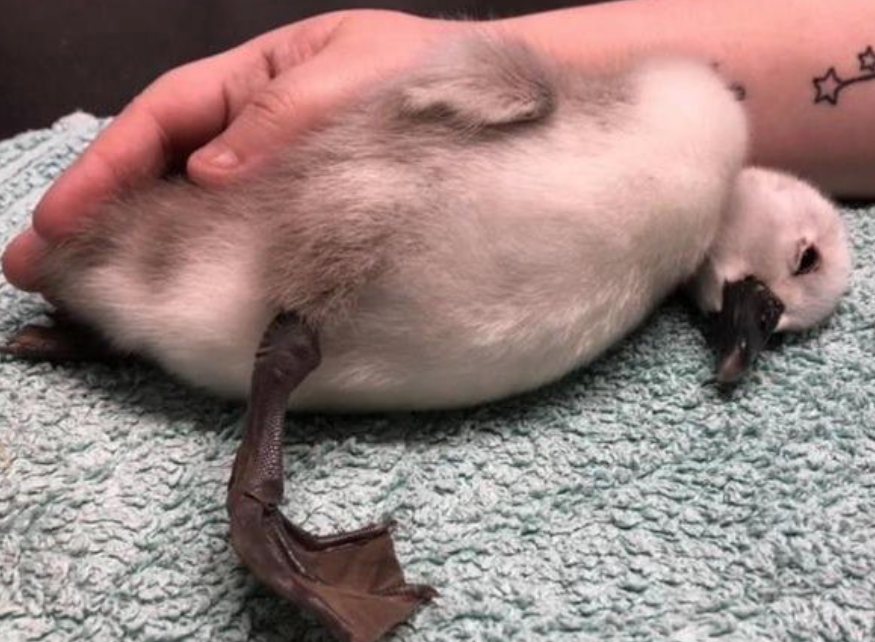 A cygnet has died after being left seriously injured when it was kicked by a jogger. (Picture: Royal Parks Police)