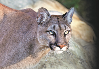 A mountain lion, pictured in an undated photo. Residents claimed to have seen a mountain lion roaming in an Apple Valley neighborhood on Monday night.