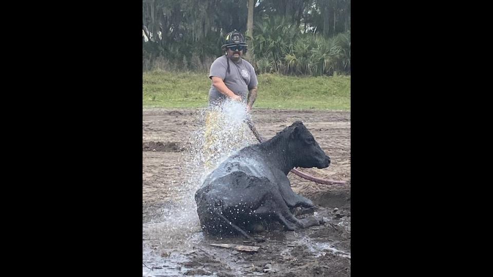 One of the rescuers sprayed the cow down with water after helping free it from the mud, a firefighter told McClatchy News.