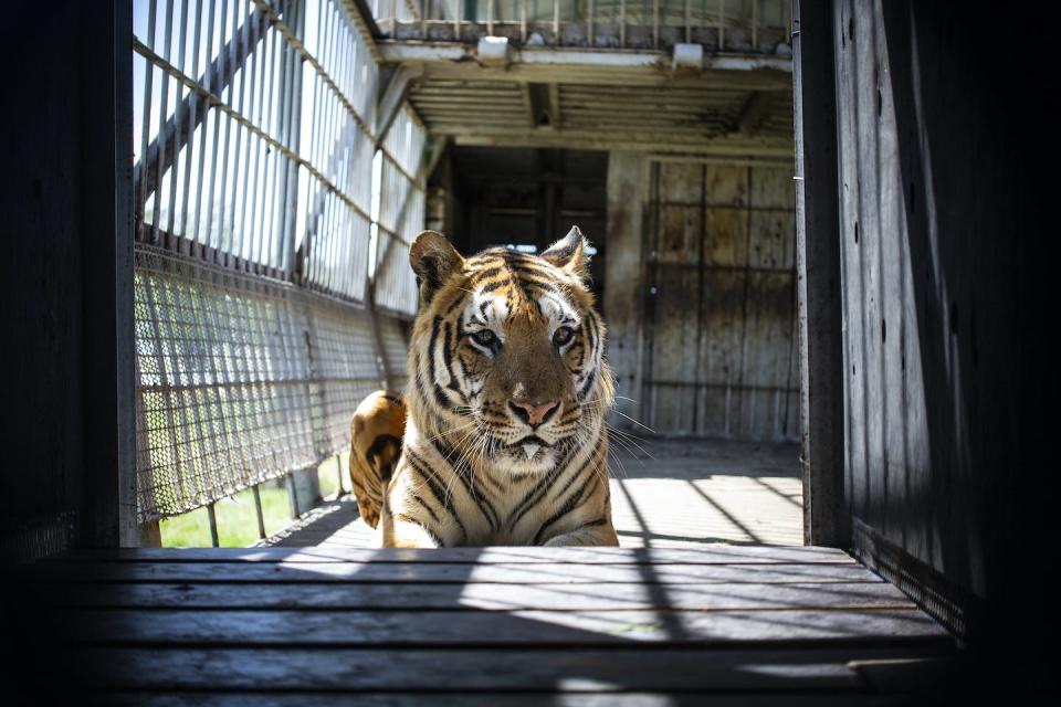 Tigers in South Africa are being intensively farmed for commercial trade. Hristo Vladev/NurPhoto via Getty Images