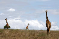 <p>Las jirafas son otro de los animales más populares del parque.<br><br>Foto: REUTERS/Amir Cohen </p>