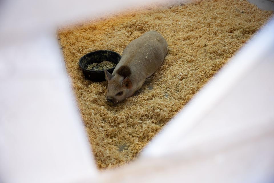 Scenes from the Allegan County Fair on Monday, Sept. 12, 2022, in Allegan.