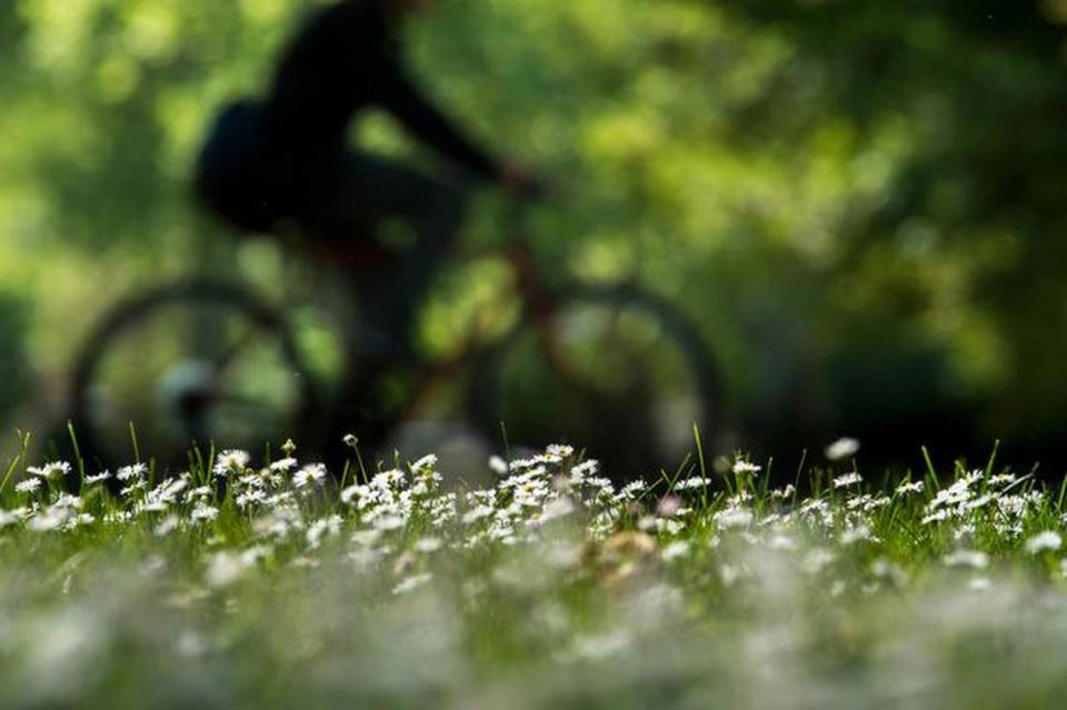 A cyclist rides past flowers blooming at William Land Park on Tuesday. Allergy season has already hit full stride.