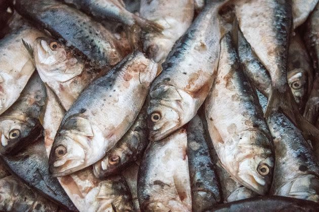 Barrel of menhaden bait fish on the Potomac River near Fort Washington, Maryland. 