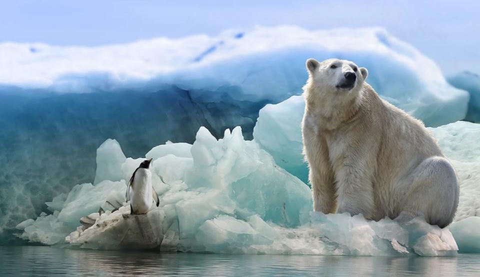 全球暖化造成北極浮冰大量融解，嚴重壓縮北極熊的生存空間。（示意圖／取自pixabay）
