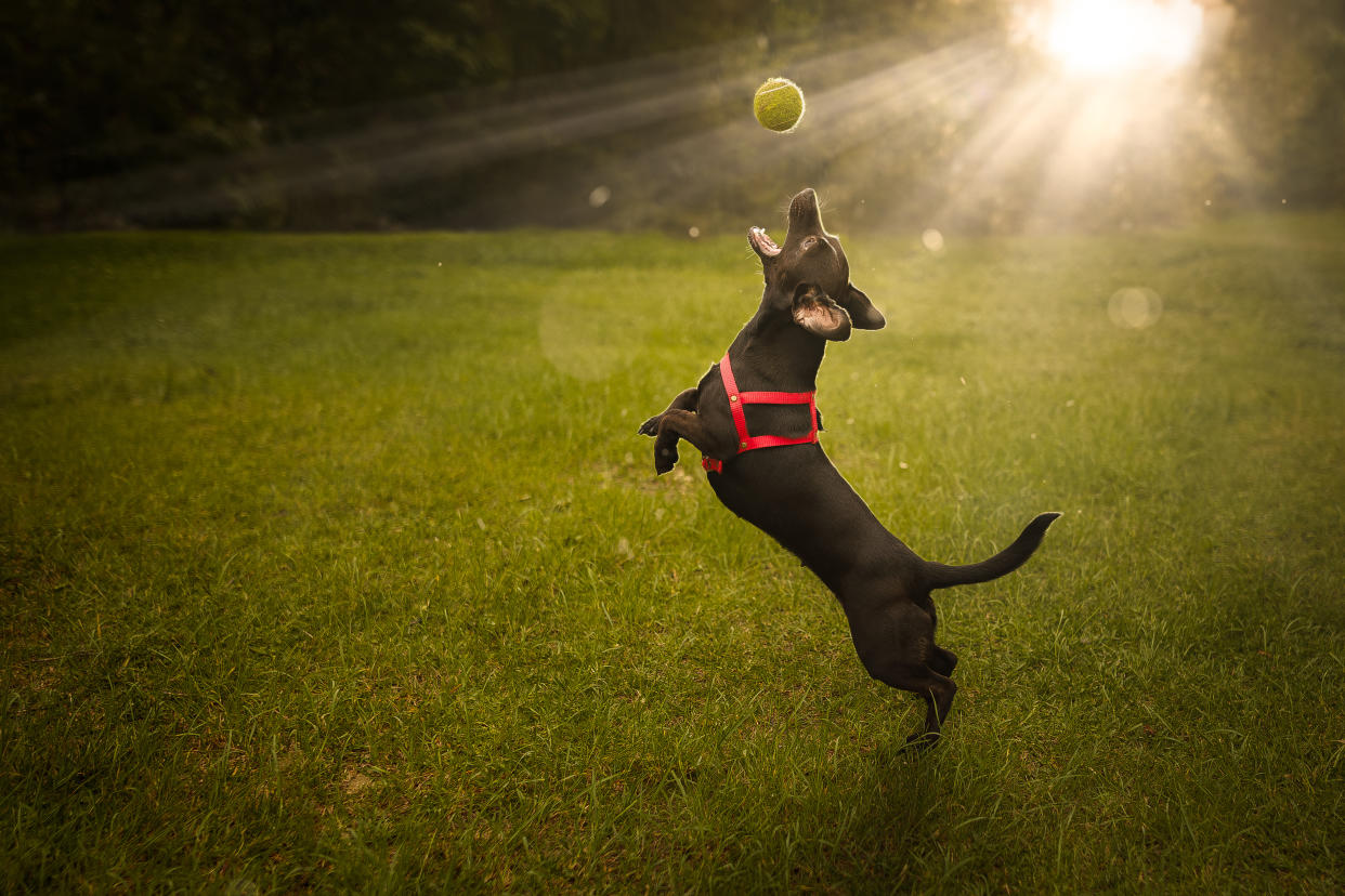 Estos son los mejores gadgets que puedes regalarle a tu mascota. (Foto: Amazon)