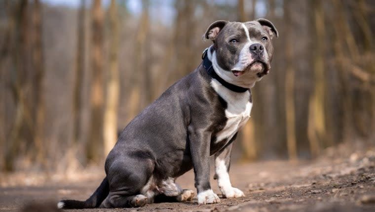 Staffordshire Bull Terriers Are the Most-Stolen Dog in London, Police Data Reveals