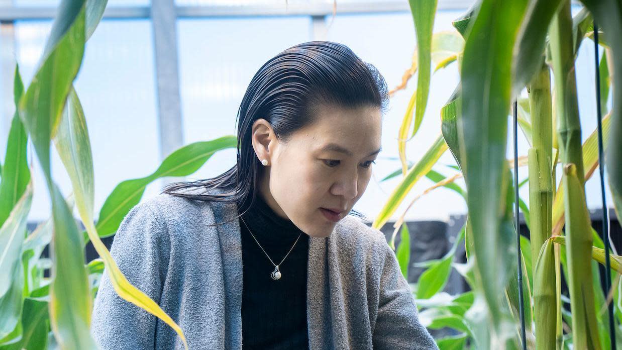 Ponsi Trivisvavet, Inari’s CEO, in a corn greenhouse