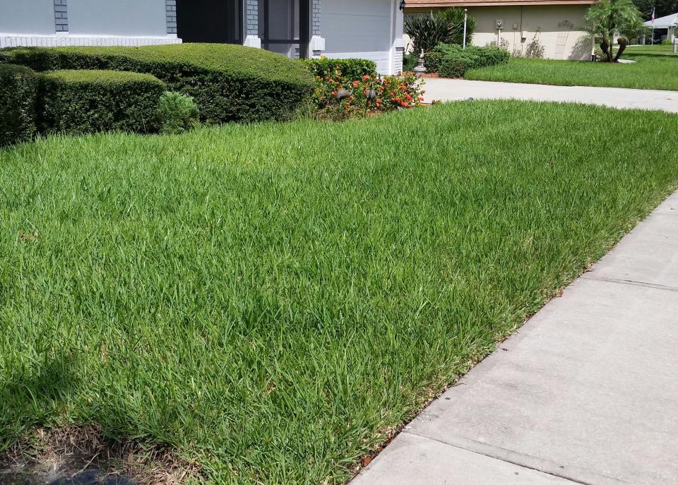 Consider adding groundcovers to your lawn to keep it from becoming a monoculture.