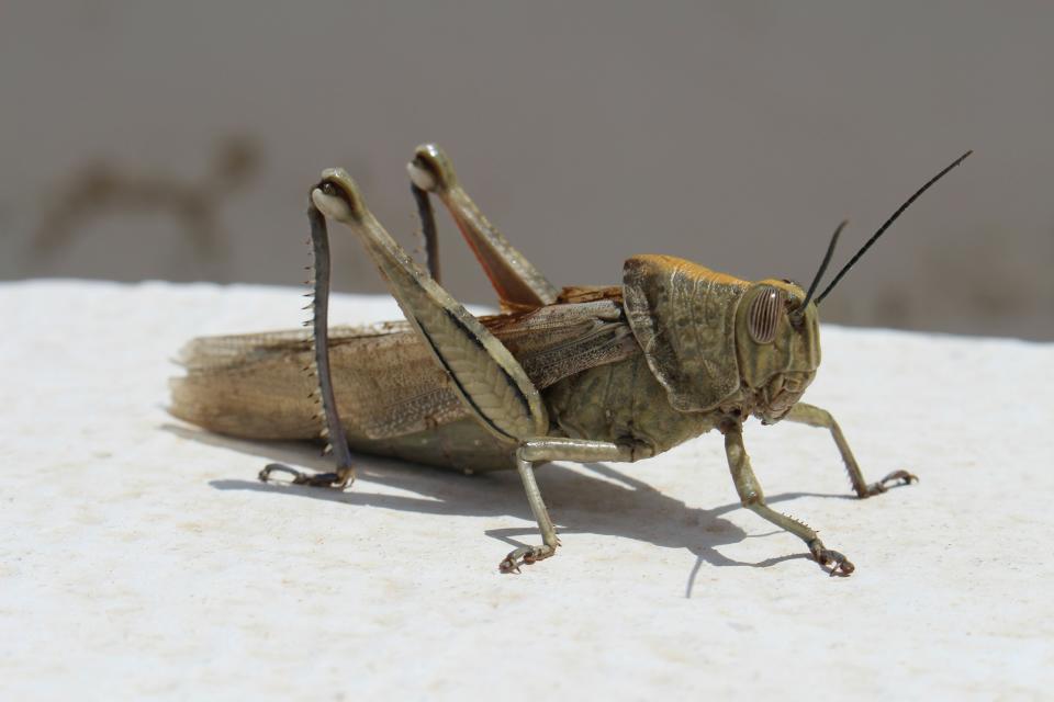 A cricket. (Getty Images)