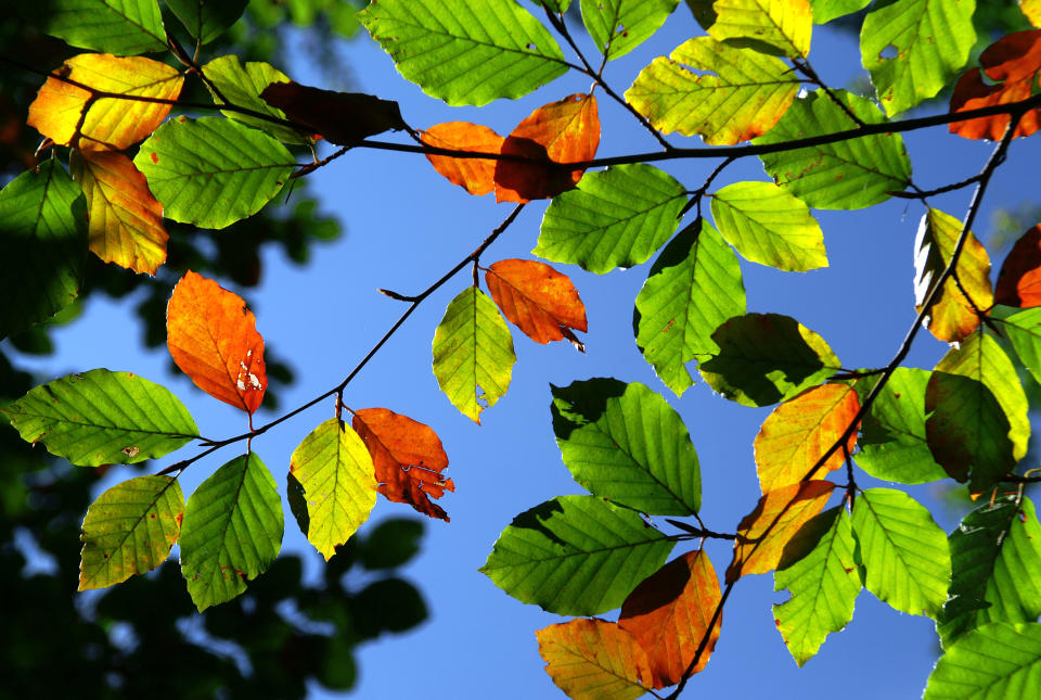 Der Herbst kommt - aber die sommerlichen Temperaturen bleiben. (Symbolbild: Getty)