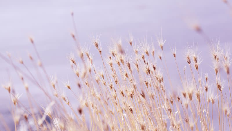 Dry foxtail grass at the Bear River Bird Refuge near Brigham City, Utah.