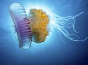 <p>A rainbow colored crown jellyfish swims near Protea Banks. (Pier A. Mane/Caters News)</p>