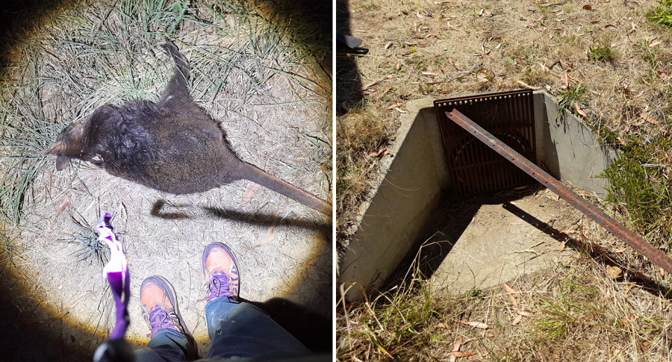 While the wallaby did not survive, rescuers have erected a temporary grate to prevent more animals wandering into the drain. Source: Supplied