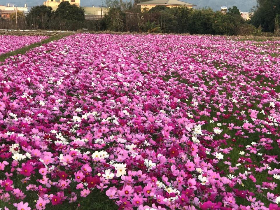 苗栗春節期間各式花盛開，相當適合走春。（圖：彭清仁攝）