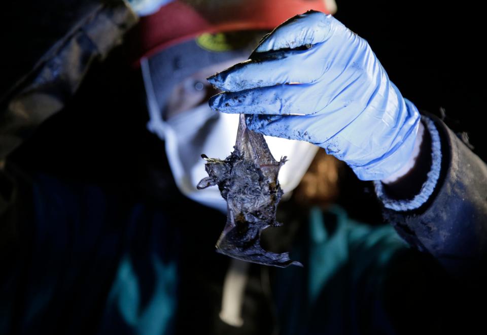 Alyssa Bennett, small mammals biologist for the Vermont Department of Fish and Wildlife, holds a dead bat in a cave in Dorset, Vt., on May 2, 2023. Scientists studying bat species hit hard by the fungus that causes white nose syndrome, which has killed millions of bats across North America, say there is a glimmer of good news for the disease. Experts say more bats that hibernate at a cave in Vermont, the largest bat cave in New England, are tolerating the disease and passing protective traits on to their young.