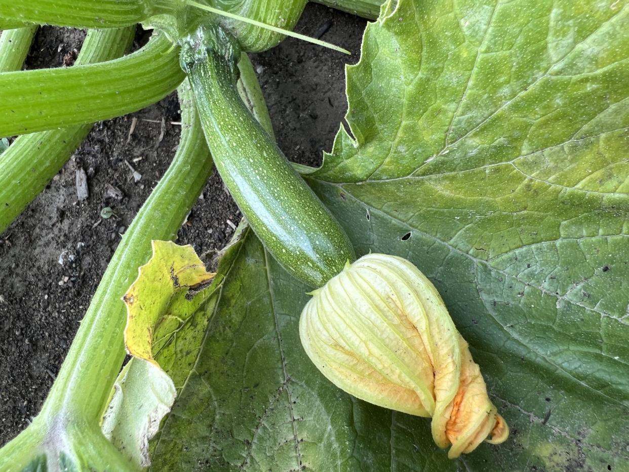 Zucchini growing in garden