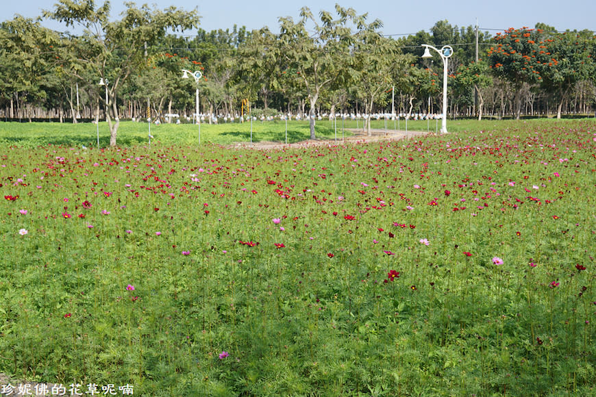 屏東新埤鄉綜合休閒公園｜向日葵花海