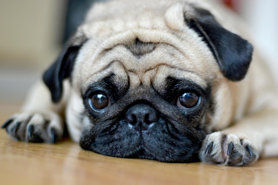 pug puppy dog eyes