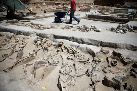 A worker pushes a cart next to shackled skeletal remains lying in a row at the ancient Falyron Delta cemetery in Athens, Greece, July 27, 2016. REUTERS/Alkis Konstantinidis