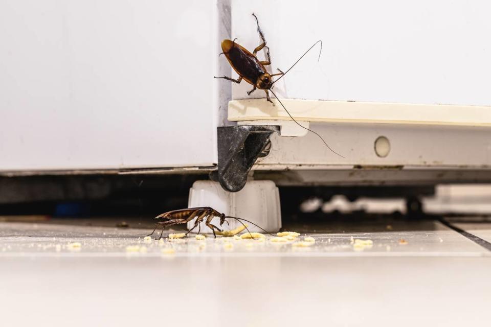 Cockroaches are often seen in bathrooms and kitchens.