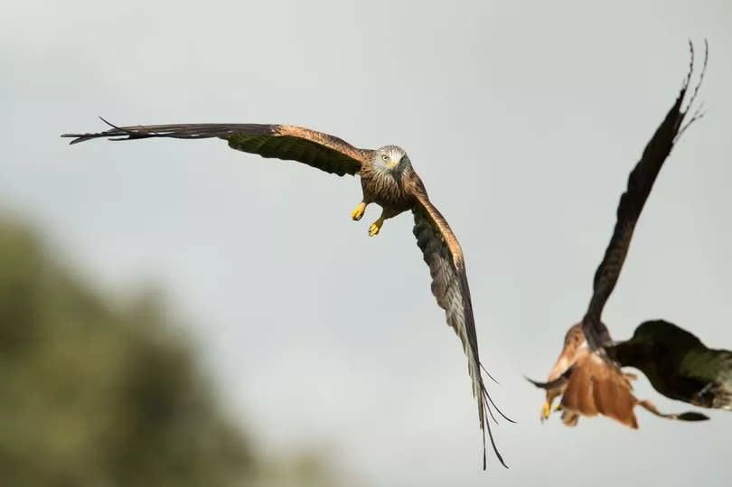 Kites snatch their meal from the ground and eat it in the air whilst flying -Credit:Paul_Cooper/Getty