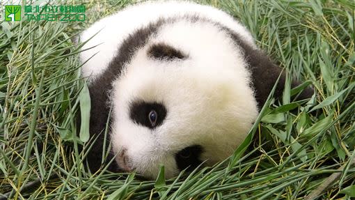 出生兩個多月的圓仔。（圖／台北市立動物園提供）