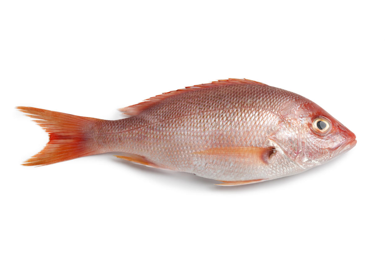 Whole fresh red snapper isolated on white background