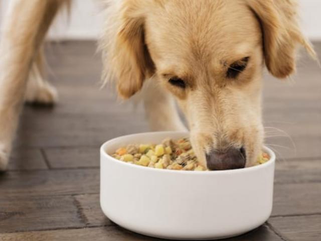 Nom Nom dog food review: Should you switch? - Reviewed