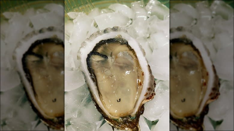 Oyster from Real Oyster Cult