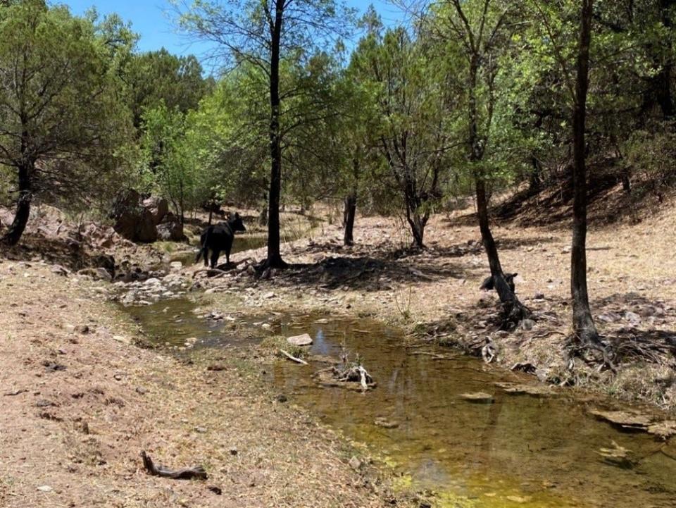 A cow grazes in western yellow-billed cuckoo habitat in the Coronado National Forest in southern Arizona.