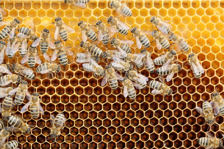 <span class="caption">Parental care lead to the evolution of sociality in bees, ants, and termites.</span> <span class="attribution"><a class="link " href="https://www.shutterstock.com/image-photo/some-bees-on-wax-bee-hive-1557665507" rel="nofollow noopener" target="_blank" data-ylk="slk:rtbilder/Shutterstock;elm:context_link;itc:0;sec:content-canvas">rtbilder/Shutterstock</a></span>