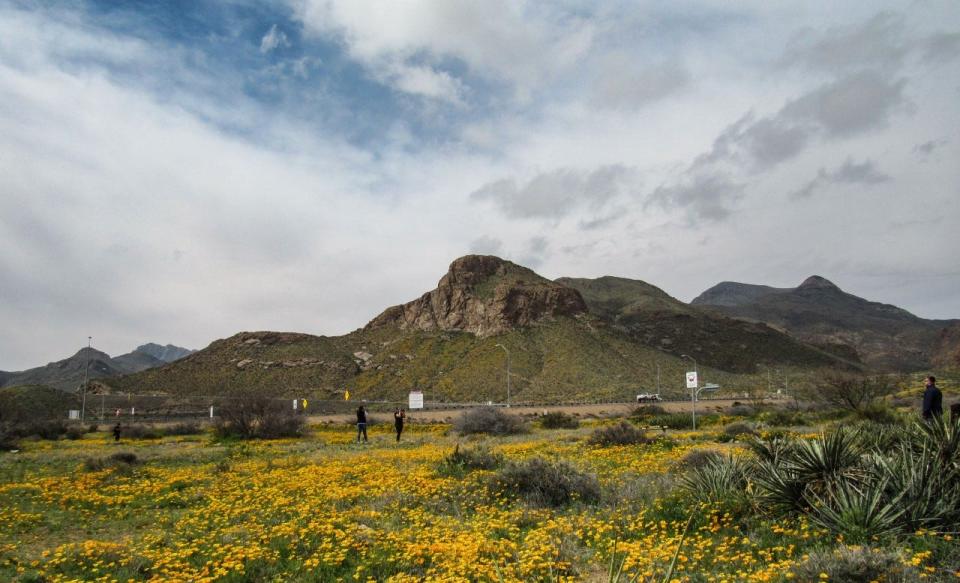 Borderland residents can take in the beauty of nature during Poppy Fest, which will be held starting March 4 near the El Paso Museum of Archaeology, 4301 Trans Mountain Road.