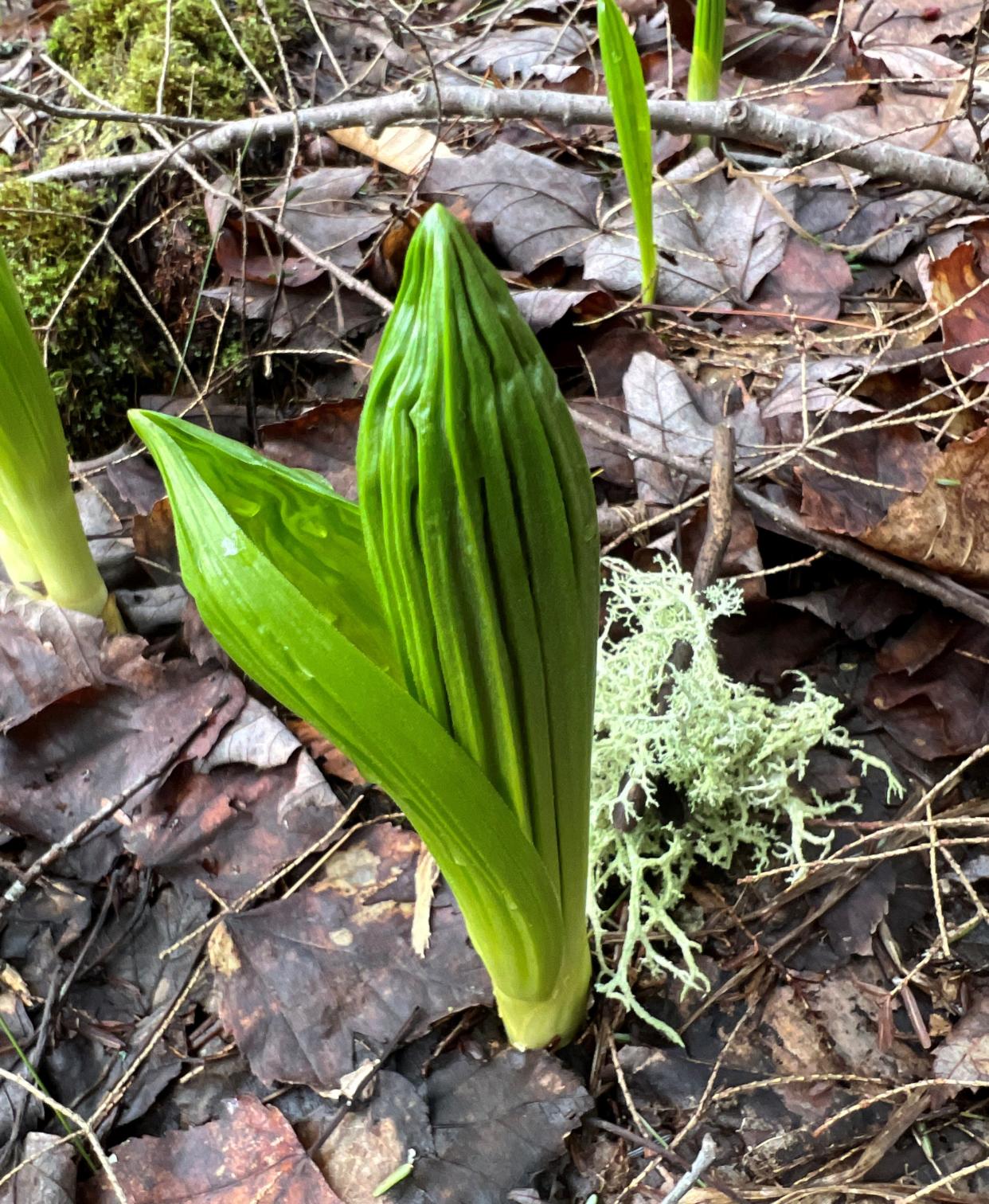 False Hellebore leaf unfolding