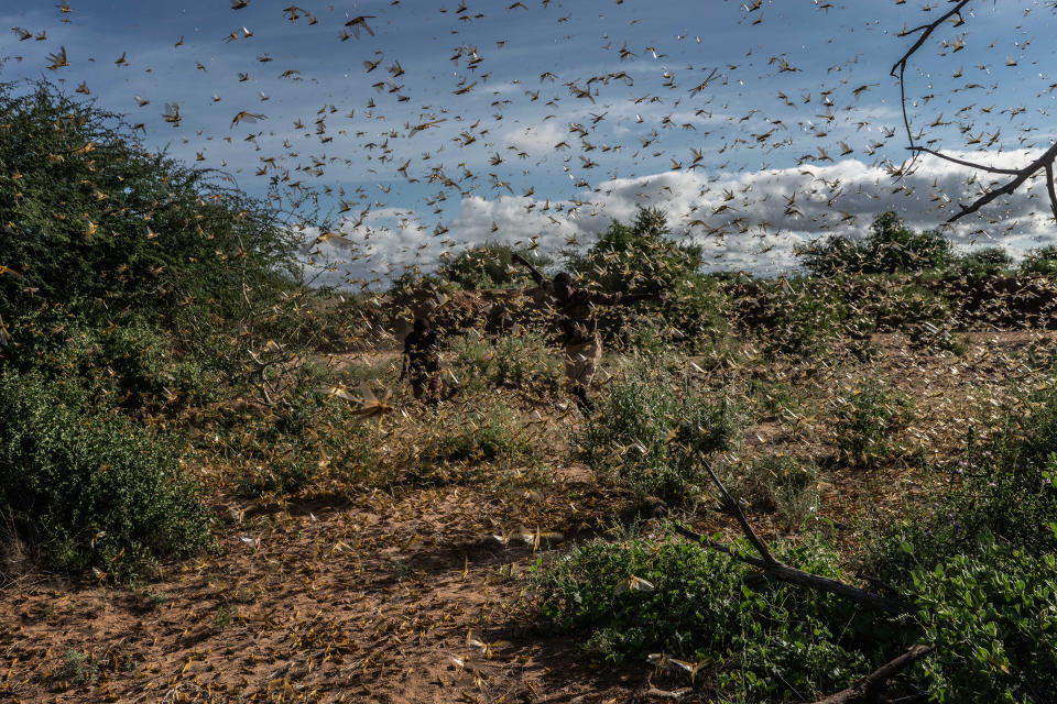 Two men chase away a swarm of desert locusts early in the morning, on in Samburu County, Kenya on May 21, 2020. | Fredrik Lerneryd—Getty Images