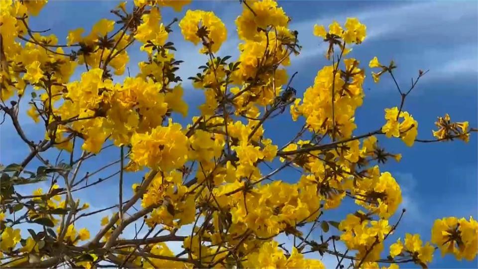 屏東黃花風鈴木盛開　周春米預告「這期間」最美