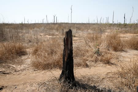 A burnt tree is all that is left from a forest in the Menabe Antimena protected area outside the village of Lambokely near city of Morondava