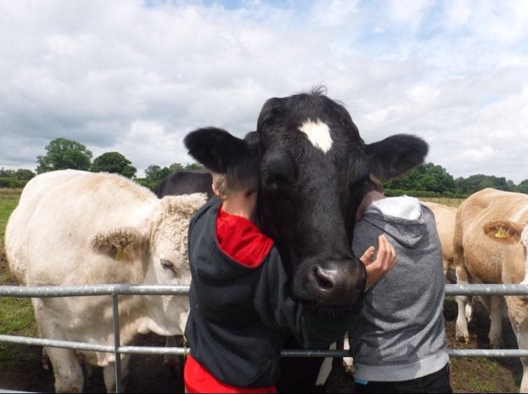 <span class="caption">Farm animal therapy.</span> <span class="attribution"><span class="source">Sarah Hambridge</span>, <span class="license">Author provided</span></span>