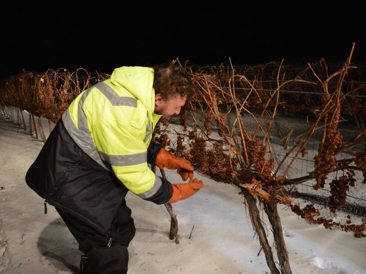 Niagara-on-the-lake vineyard owner Jamie Slingerland is optimistic that icewine production and revenue will slowly return to pre-pandemic levels. (Submitted by Pillitteri Estates Winery - image credit)