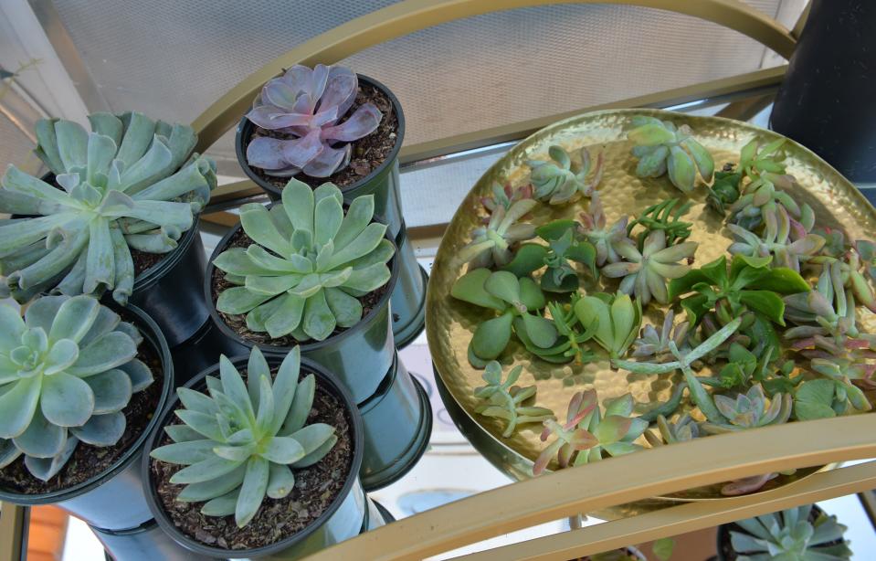 Succulents and a tray of cuttings on display at Taylor Robinson's mobile plant shop, Pilea Plants & Things. 