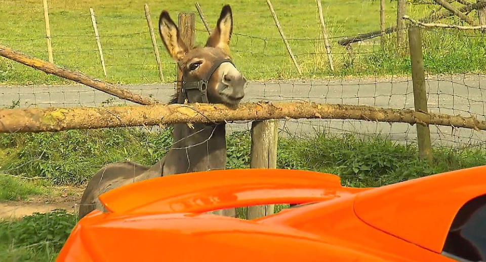 The offending donkey, named Vitus