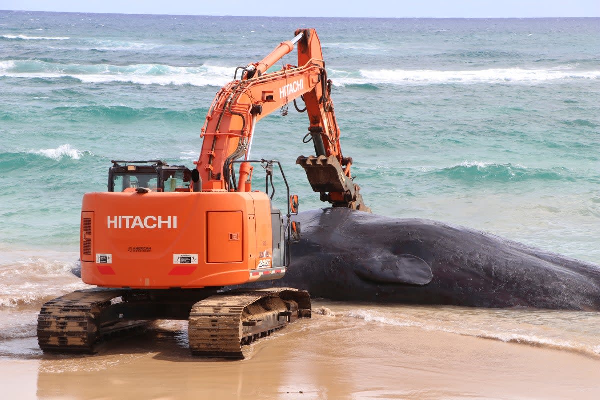 HAWAI-BALLENA MUERTA PLÁSTICO (AP)