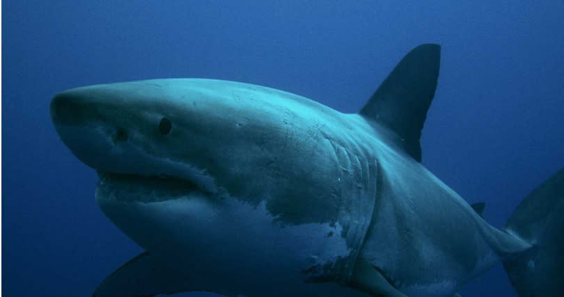 澳洲少年捕魚遭到大白鯊攻擊。（示意圖／unsplash）