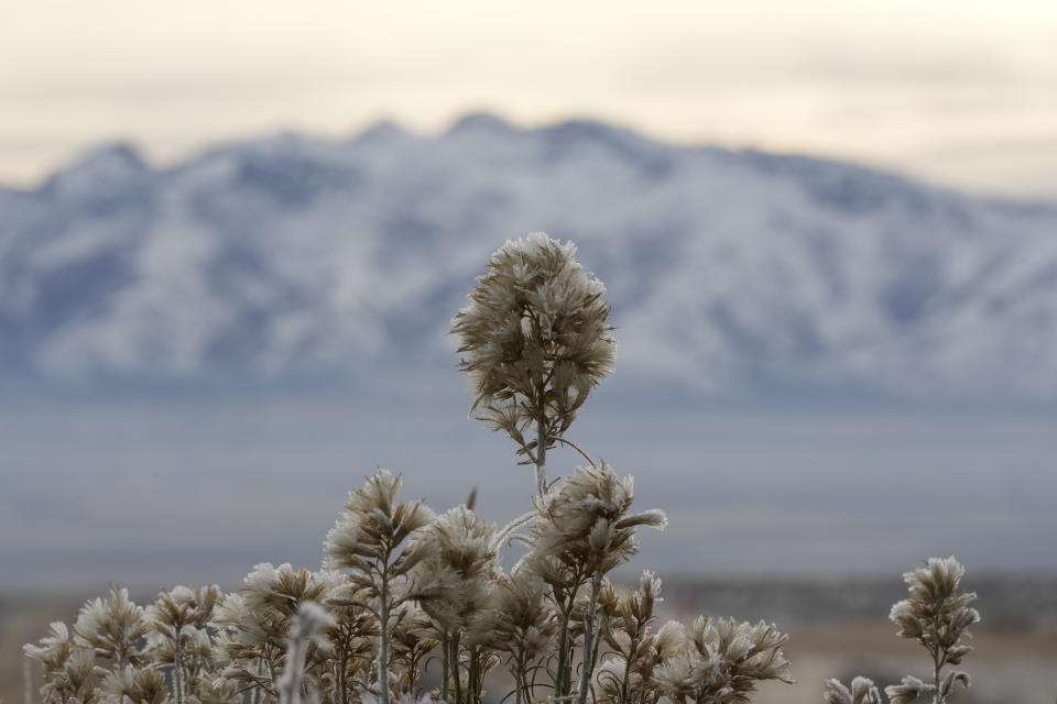 Ice collects on a shrub alongside Lamoille Highway outside Elko, Nev., Saturday, Dec. 16, 2023. (AP Photo/Godofredo A. Vásquez)