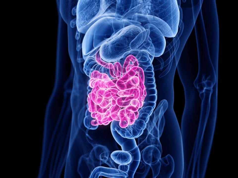 Nutrients get absorbed into your bloodstream – or not – as digestion occurs in your small intestine. <a href="https://www.gettyimages.com/detail/illustration/small-intestine-illustration-royalty-free-illustration/1190674194" rel="nofollow noopener" target="_blank" data-ylk="slk:Sebastian Kaulitzki/Science Photo Library via Getty Images;elm:context_link;itc:0;sec:content-canvas" class="link ">Sebastian Kaulitzki/Science Photo Library via Getty Images</a>