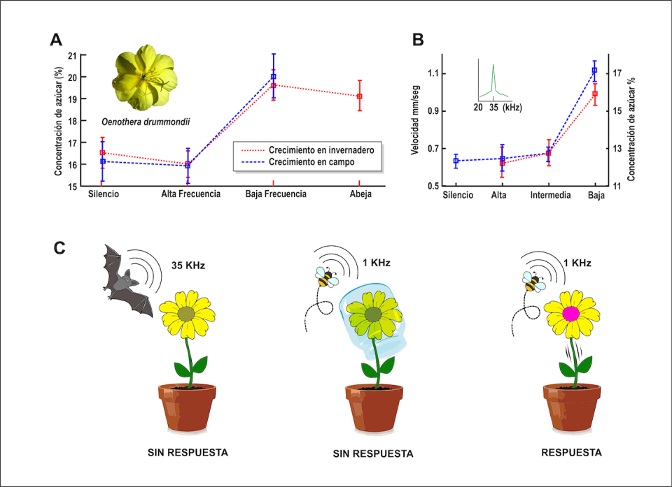 A. En Oenothera drumondii las flores responden rápidamente a los sonidos de los polinizadores produciendo un néctar más dulce en plantas cultivadas al aire libre y en invernaderos. B. Respuesta de vibración (puntos negros) y concentración de azúcar (puntos rojos) a diferentes frecuencias. Las flores vibran más y aumentan significativamente el contenido azucarado en respuesta a frecuencias bajas de alrededor de 1 kHz o en frecuencias intermedias (recuadro pequeño) de alrededor de 35 kHz. La frecuencia alta sirve como control. C. Figura Resumen de los resultados experimentales. La respuesta de las flores es específica de la frecuencia lo que sugiere que sirven como antenas y no vibran ni responden a frecuencias de alrededor de 35 kHz ni cuando están cubiertas con un vidrio.