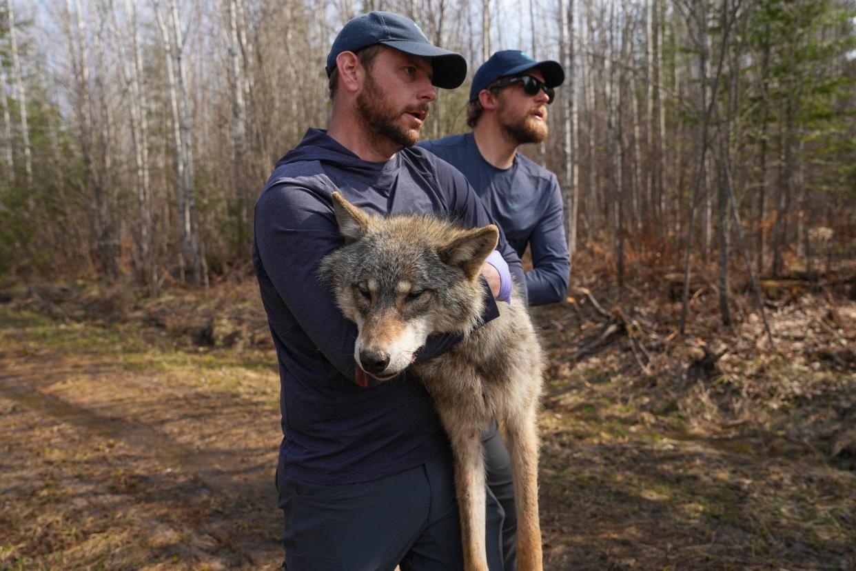 Thomas Gable of the Voyageurs Wolf Project carries a sedated gray wolf during work in northern Minnesota.