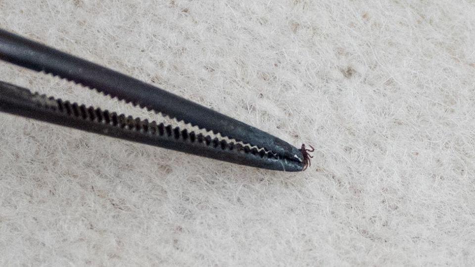 A tiny tick on the end of a pair of tweezers