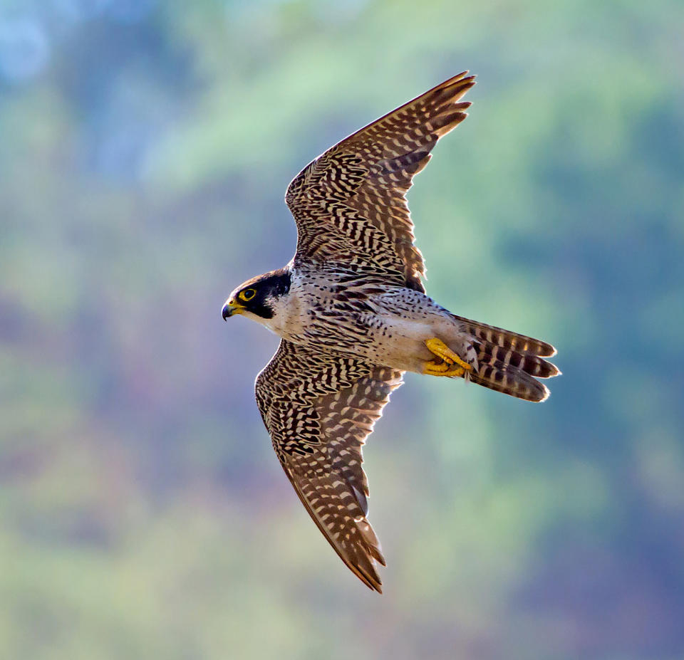 Animals in flight