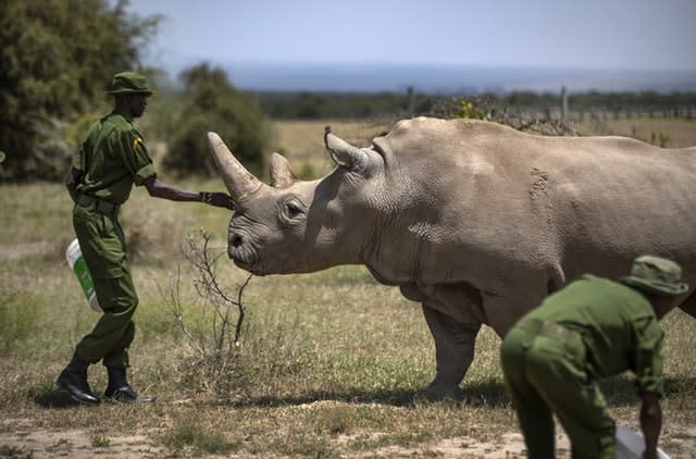 Kenya Rhinos